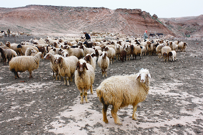 Byli znękani i porzuceni, jak owce nie mające pasterza